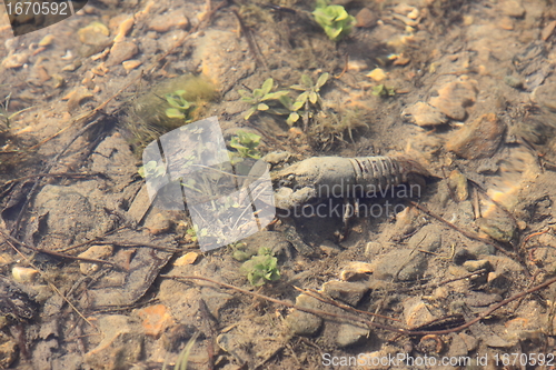 Image of crayfish in its natural environment, in water