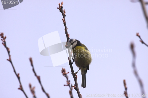 Image of Blue tit