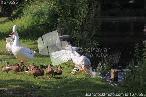 Image of white geeses and ducks