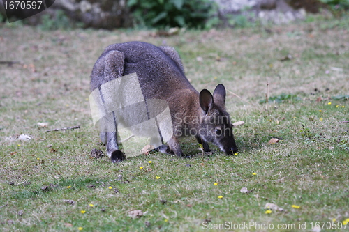 Image of Bennett Wallaby, Kangaroo