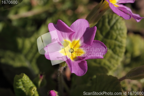 Image of primula