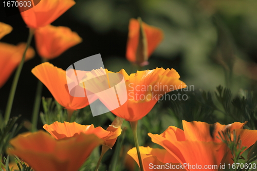 Image of Eschscholtzia of California, california poppy