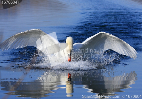 Image of Swan attack