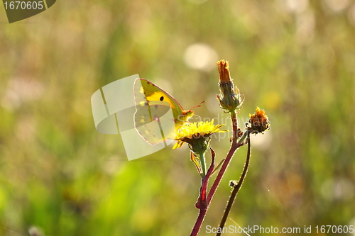 Image of colias crocea, le soucis