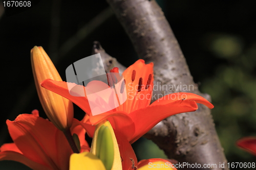 Image of Flower Lilly