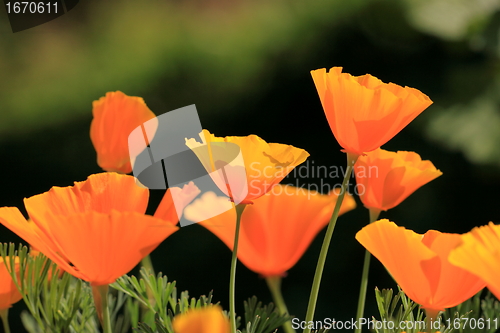 Image of Eschscholtzia of California, california poppy