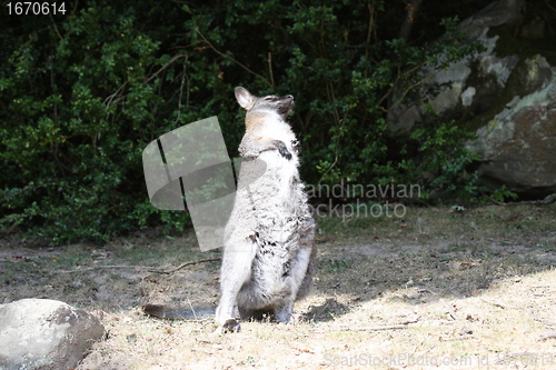 Image of Bennett Wallaby, Kangaroo