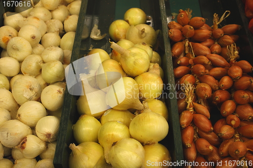 Image of Display onion, etalage d oignons