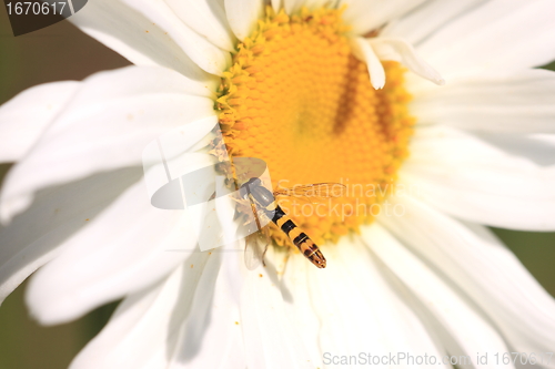 Image of hoverfly Syrphe syrphidae