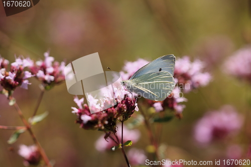 Image of pieris rapae, pieride de la rave