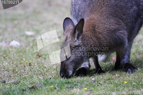 Image of Bennett Wallaby, Kangaroo