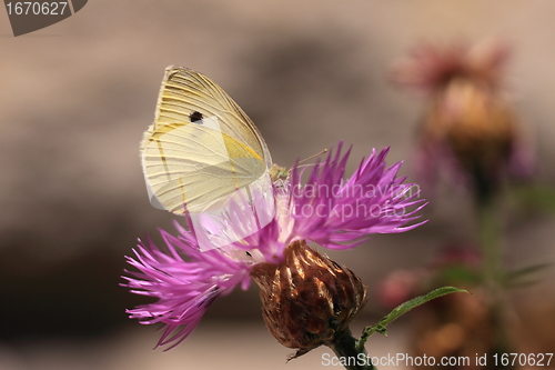 Image of pieris rapae, pieride de la rave