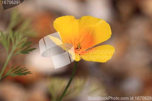 Image of Eschscholtzia of California, california poppy