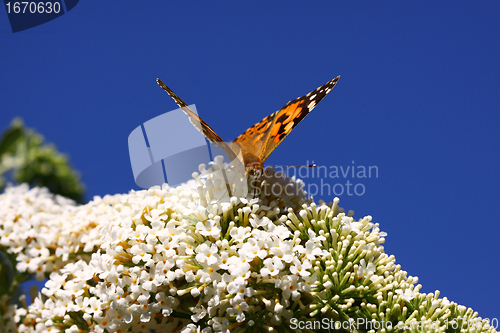 Image of Butterfly cynthia cardui, la belle dame