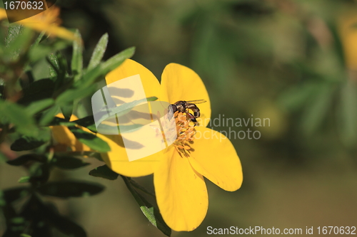 Image of hoverfly Syrphe syrphidae