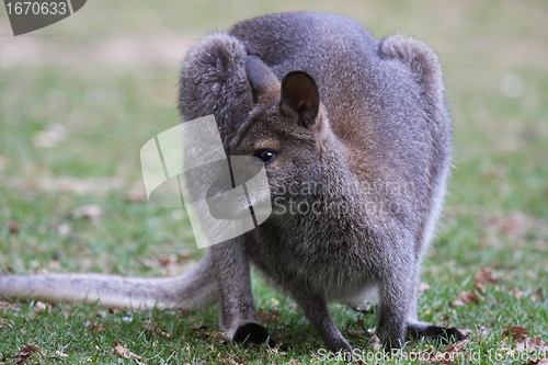 Image of Bennett Wallaby, Kangaroo