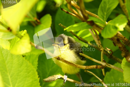 Image of Baby blue tit, chick