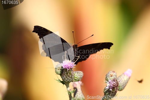 Image of Butterfly inachis, Paon du jour, peacock