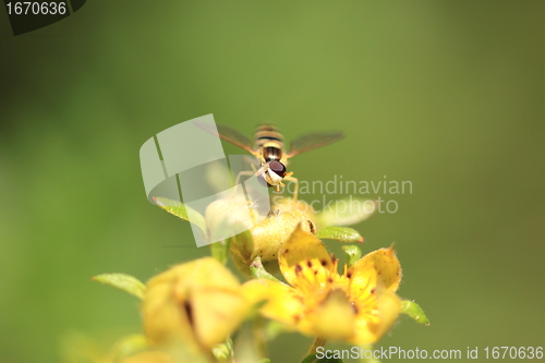 Image of hoverfly Syrphe syrphidae