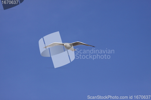 Image of Gull, seagull