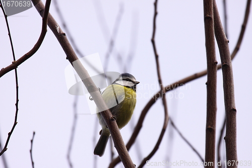 Image of Blue tit