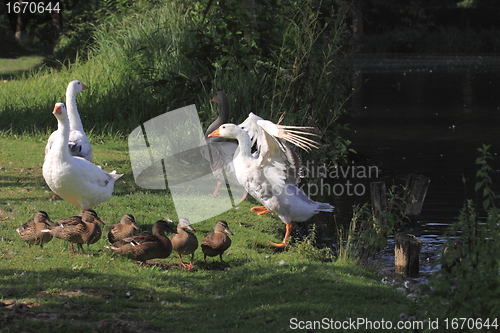Image of white geeses and ducks