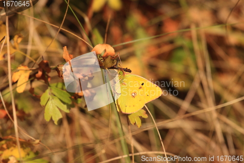 Image of colias crocea, le soucis