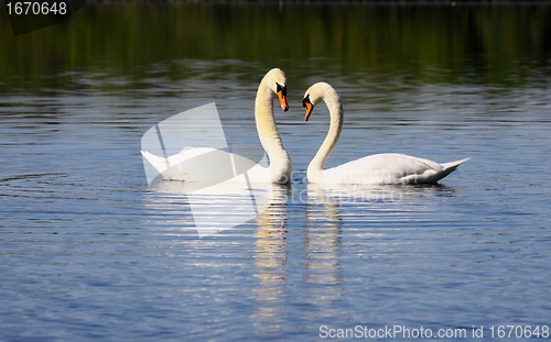 Image of Mating swans