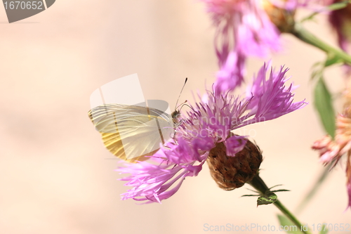 Image of pieris rapae, pieride de la rave
