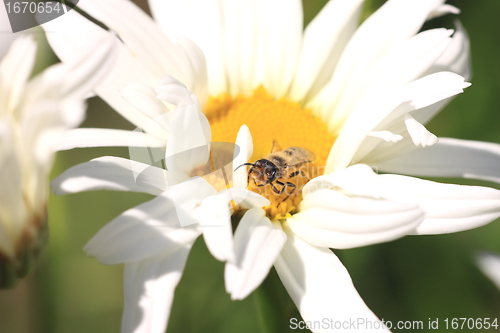 Image of hoverfly Syrphe syrphidae