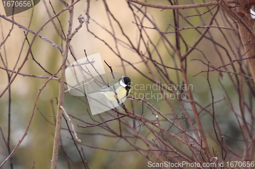 Image of Black Tit
