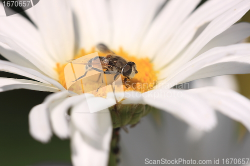 Image of hoverfly Syrphe syrphidae