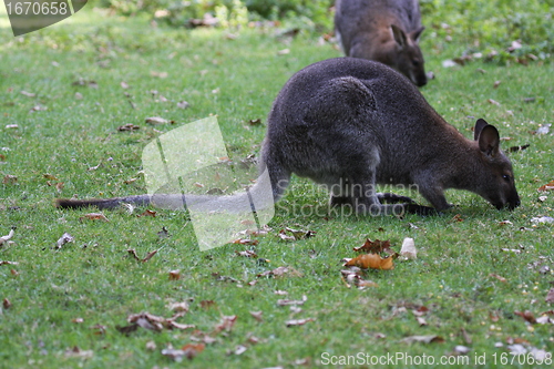 Image of Bennett Wallaby, Kangaroo