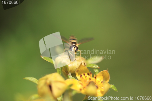 Image of hoverfly Syrphe syrphidae