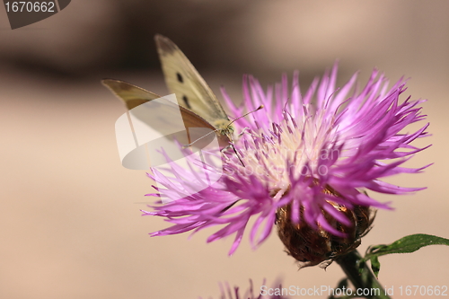 Image of pieris rapae, pieride de la rave