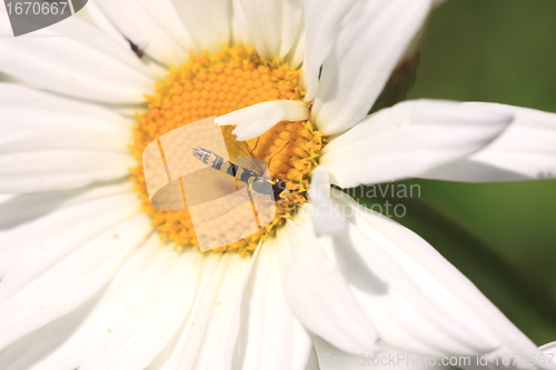 Image of hoverfly Syrphe syrphidae