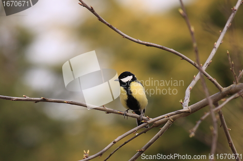 Image of Black Tit