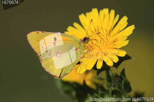 Image of colias crocea, le soucis