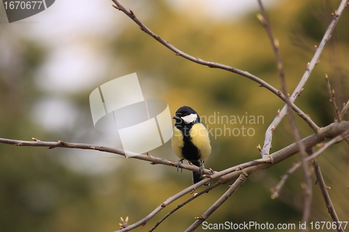 Image of Black Tit