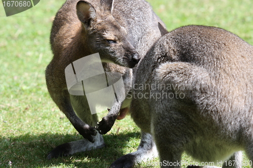 Image of Bennett Wallaby, Kangaroo