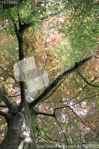 Image of copper beech, tree-top