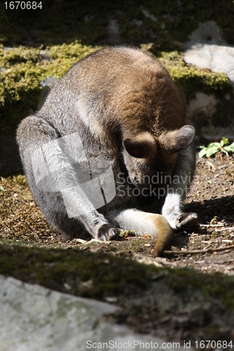 Image of Bennett Wallaby, Kangaroo