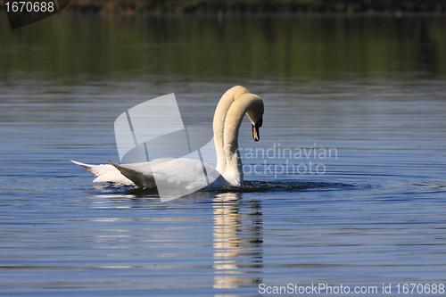 Image of Mating swans