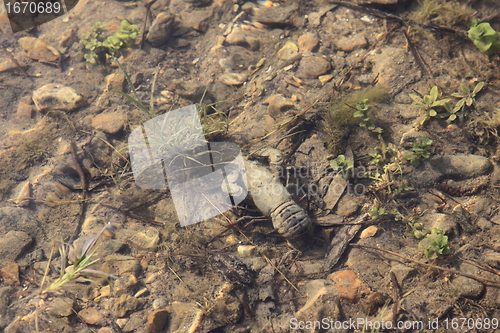 Image of crayfish in its natural environment, in water