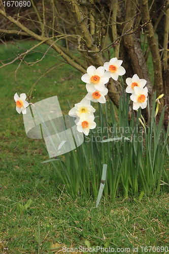 Image of daffodil,  narcissus, jonquille, narcisse