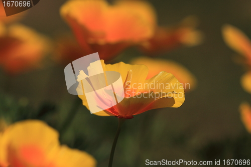 Image of Eschscholtzia of California, california poppy