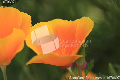 Image of Eschscholtzia of California, california poppy