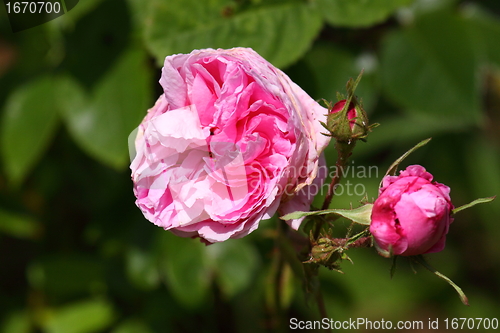 Image of Rose garden