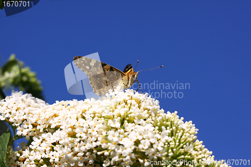 Image of Butterfly cynthia cardui, la belle dame