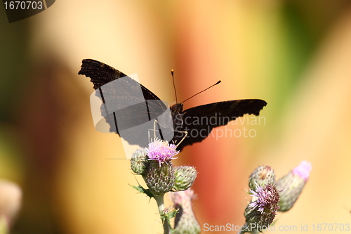 Image of Butterfly inachis, Paon du jour, peacock